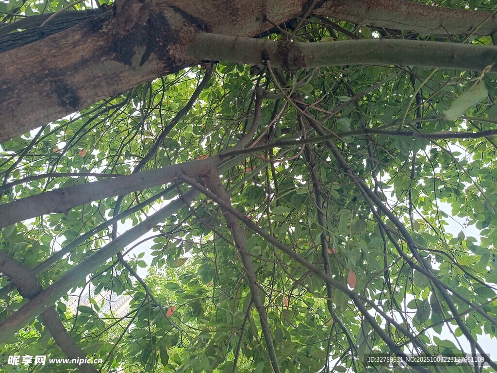 仰视繁茂树冠的绿意景象
