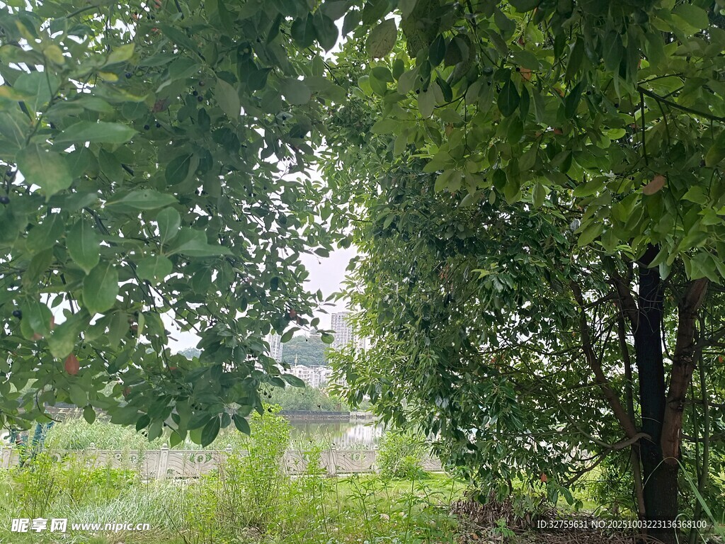 林间绿意盎然的自然景象