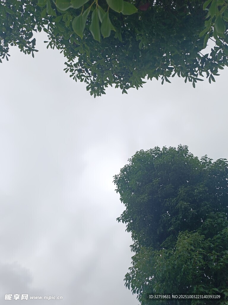 仰视茂密树林天空景象