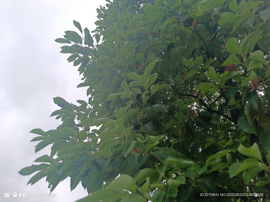绿叶繁茂的树冠