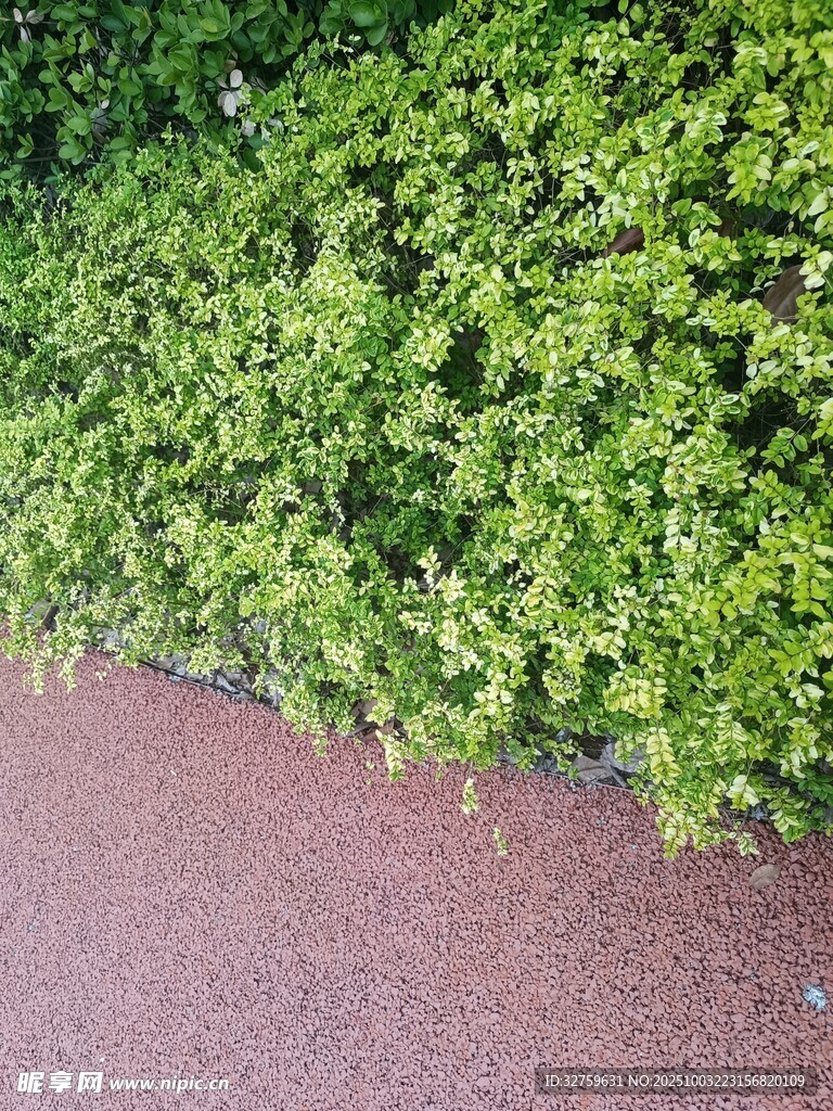 路边翠绿繁茂的低矮植被