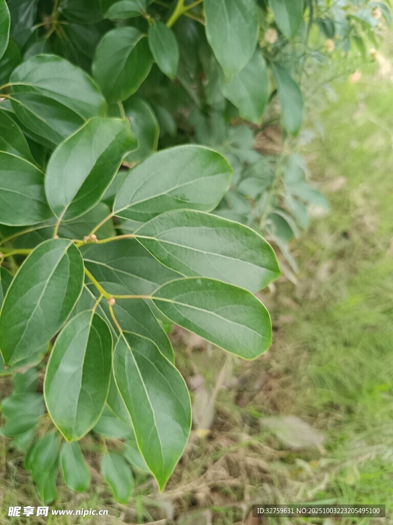 翠绿叶片植物近景特写