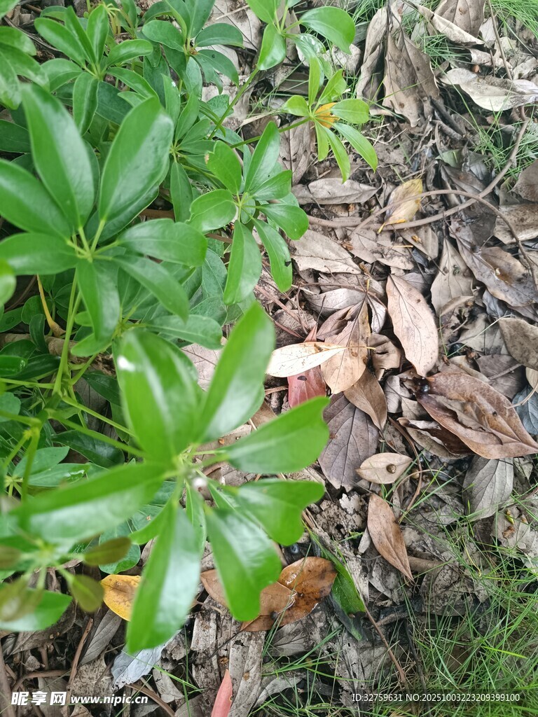 绿叶与落叶的自然景象