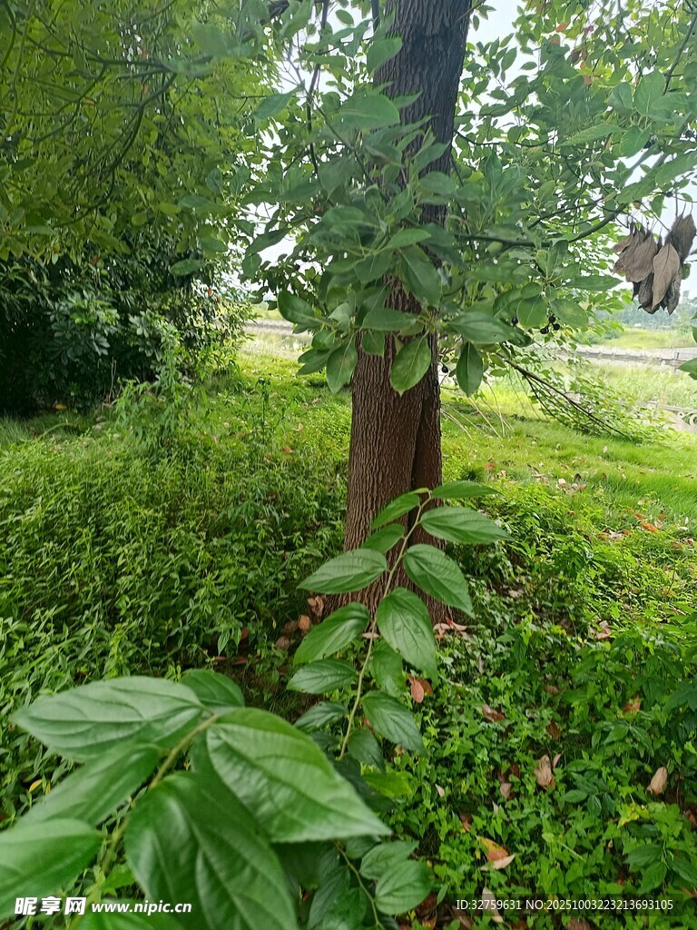 树下绿意盎然的自然景致