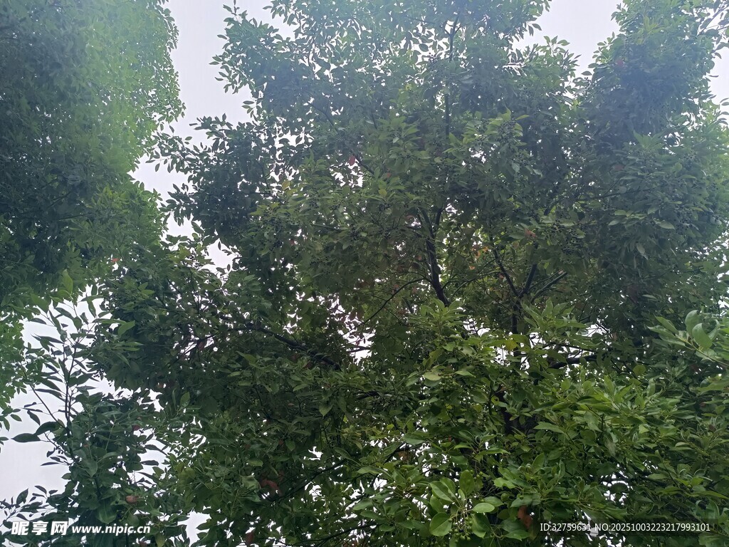 茂密绿树