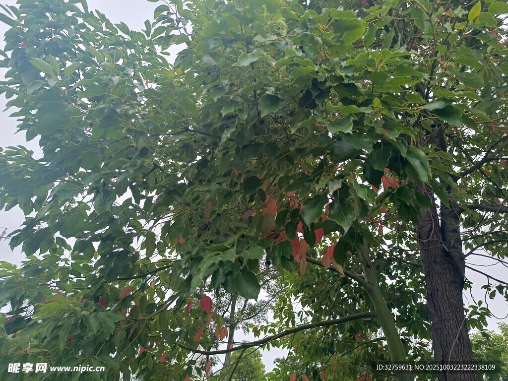 绿叶繁茂的树木景观