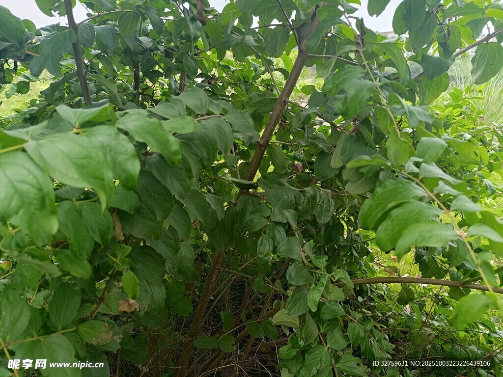 繁茂绿植景观