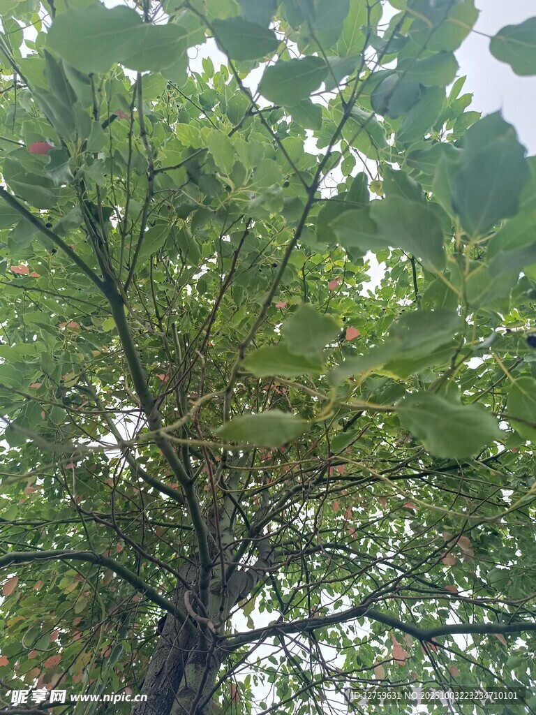 繁茂大树展现自然生机