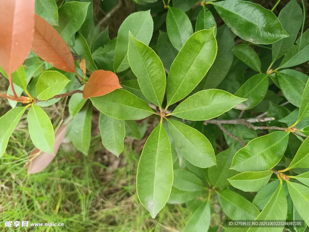 绿叶间的生机与自然之美