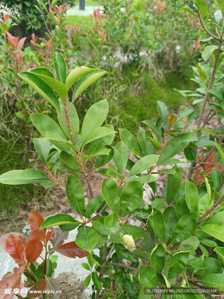 多彩绿植景观