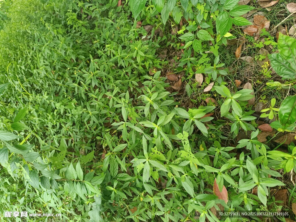 翠绿繁茂的植物景观