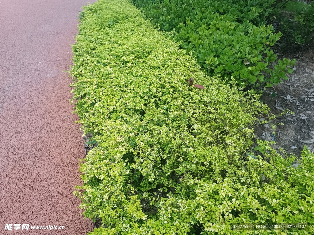 路边翠绿整齐的灌木丛