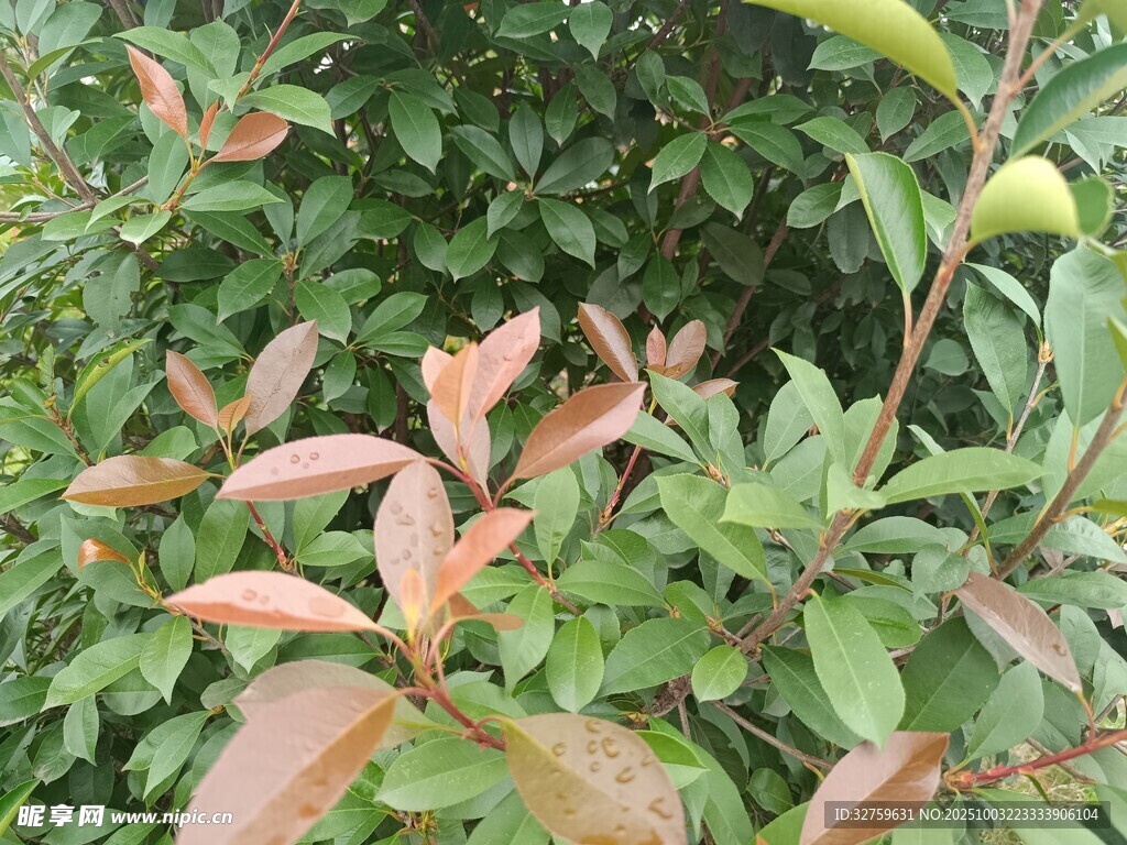 嫩绿泛红的植物枝叶