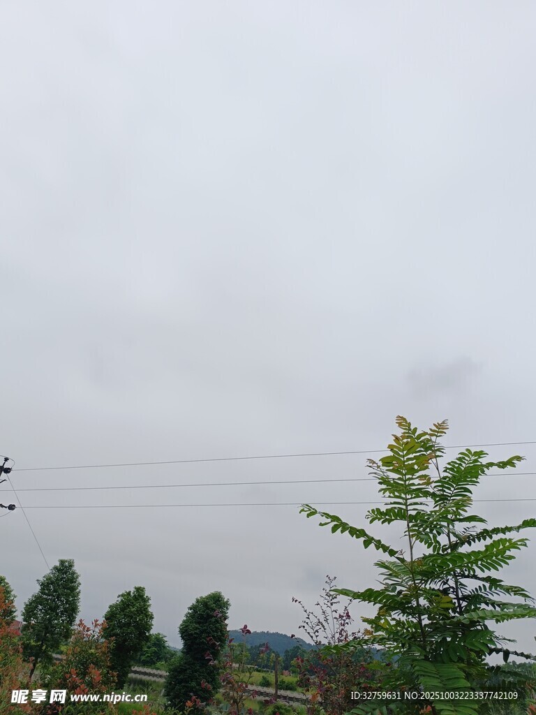 阴天中的绿植与远处树木