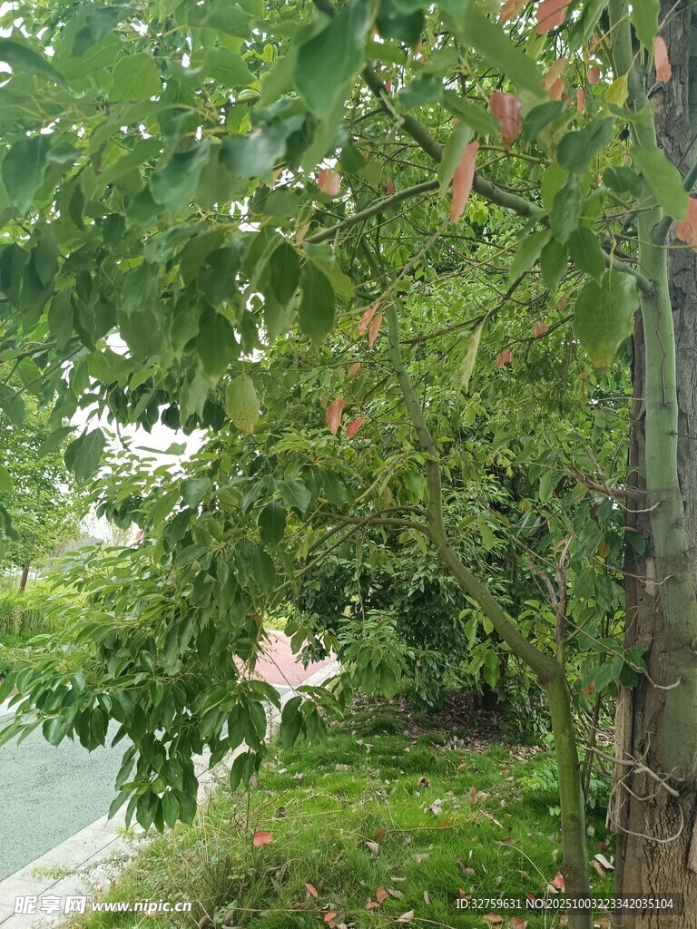 湖畔绿树间的粉色花朵