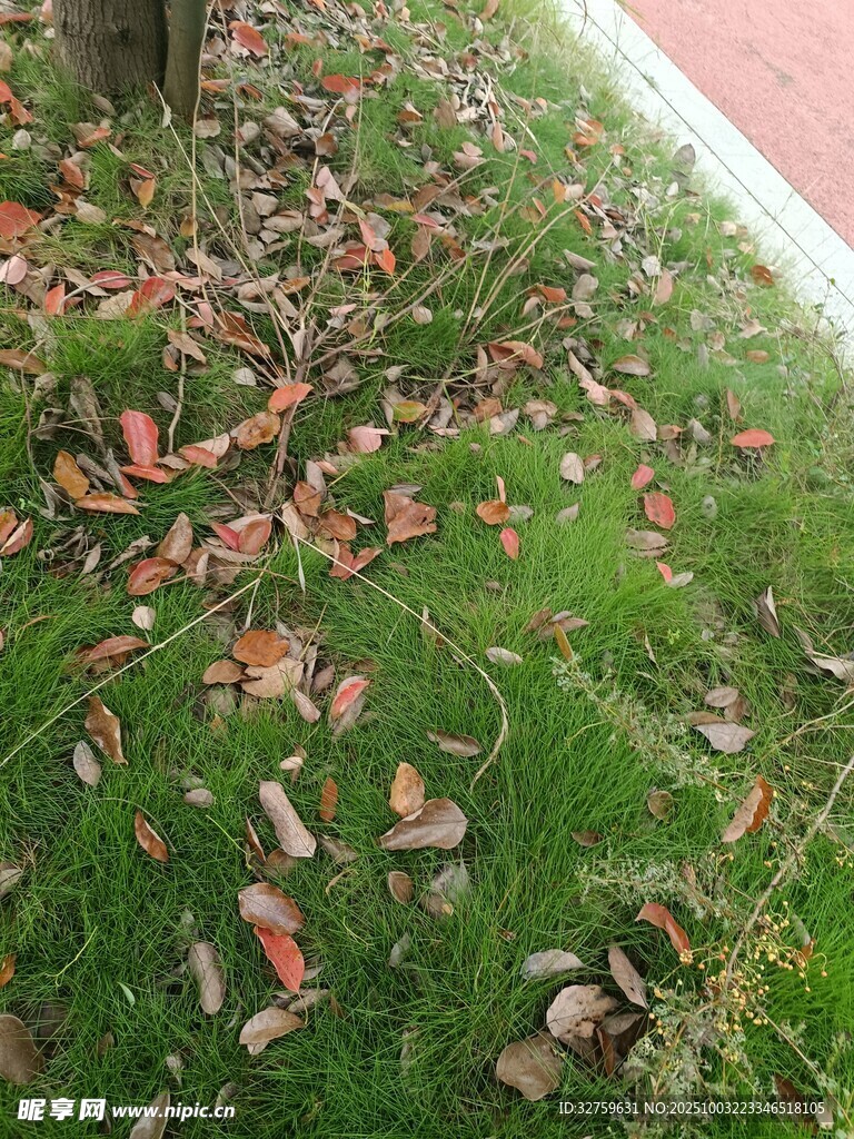 草地散落的多彩落叶