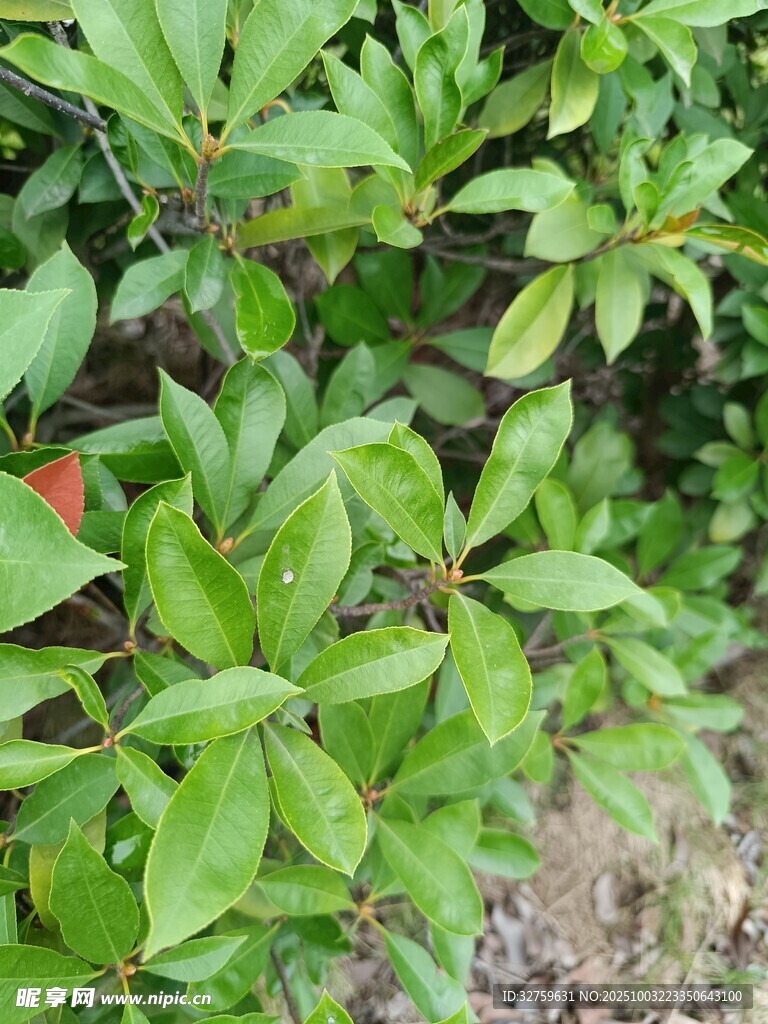 绿叶繁茂的植物景象