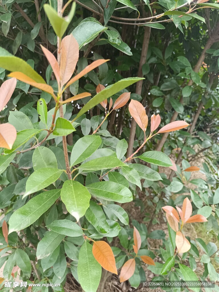 绿叶红边的生机勃勃植物