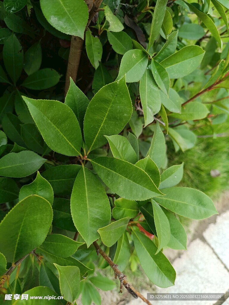 绿叶繁茂的植物景观