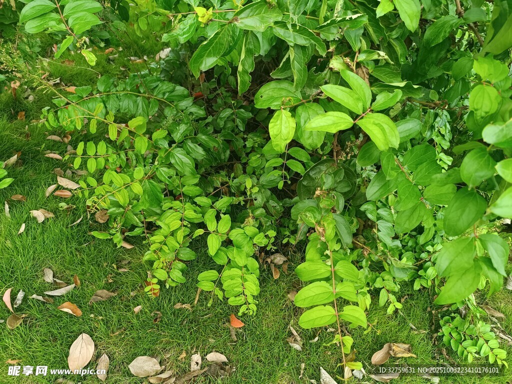 绿意盎然的繁茂植物景观
