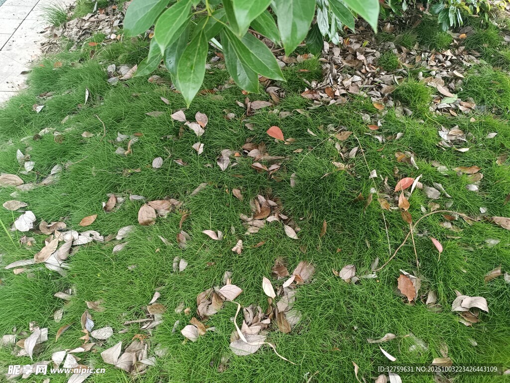 草地落叶景象
