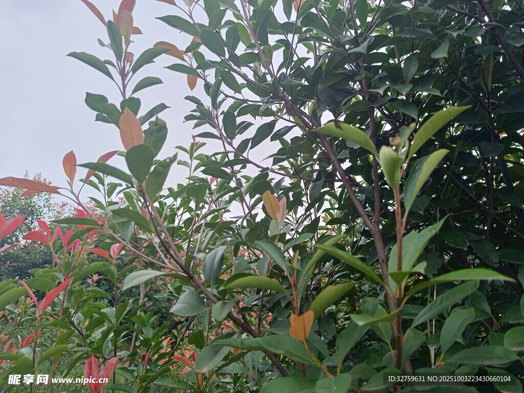 绿叶植物特写