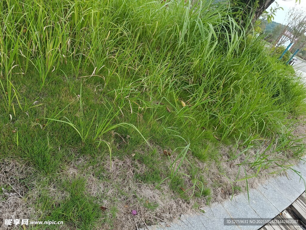 路边茂盛的绿色草丛