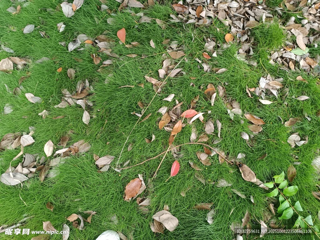 草地上散落的多彩落叶