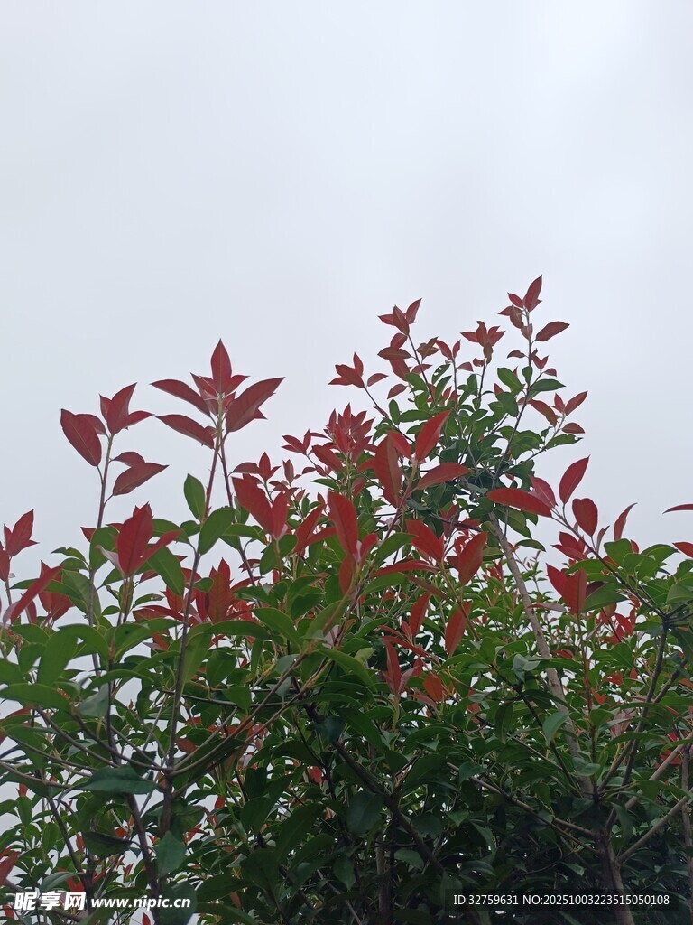 红绿叶植物特写