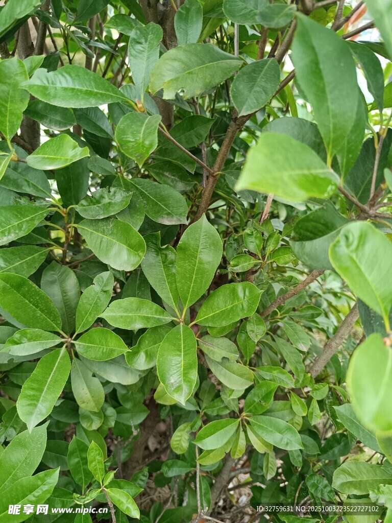绿叶繁茂的植物景象