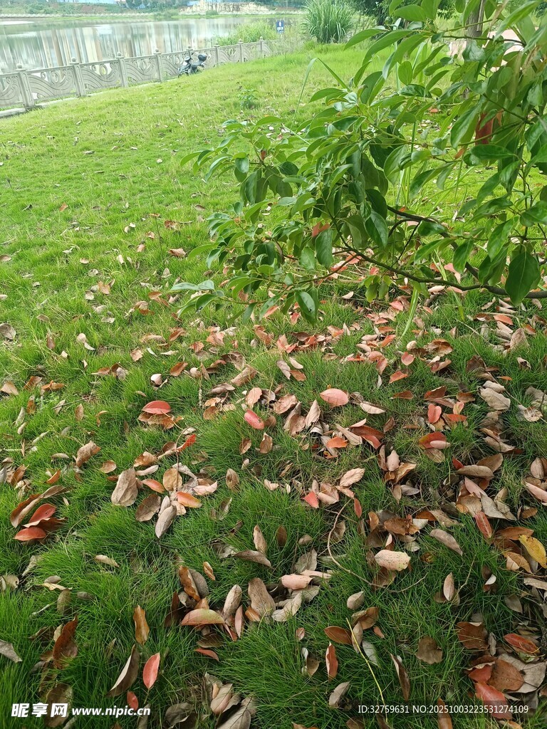 草地落叶景象
