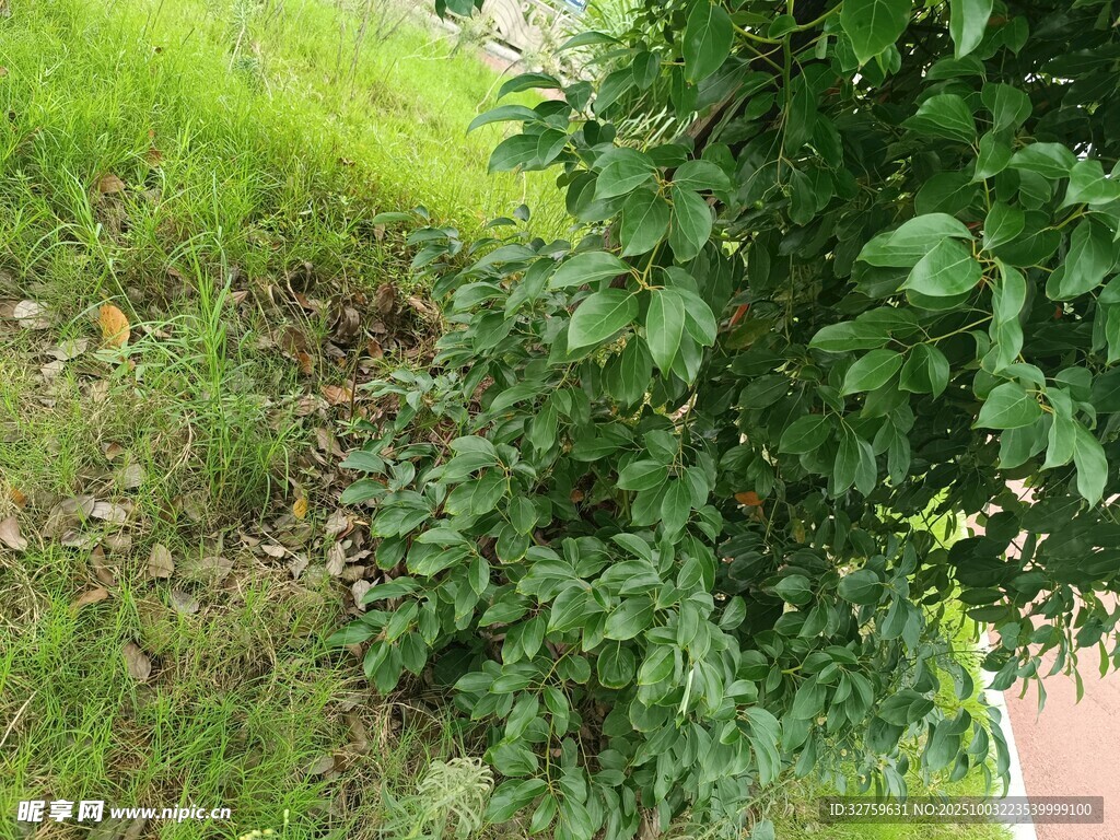 绿叶繁茂的绿植景象