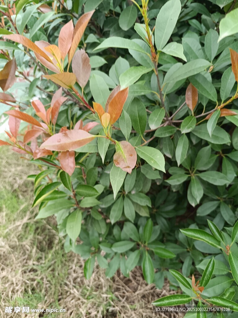 红叶绿叶交织的植物景观