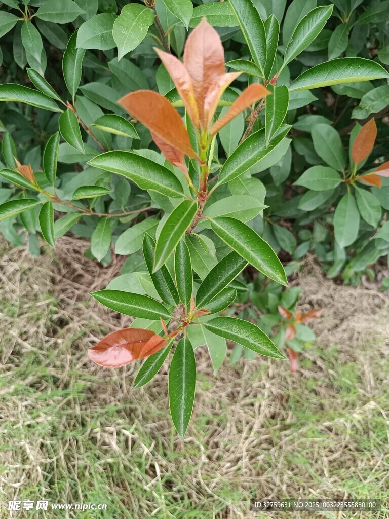 红叶绿植相映成趣
