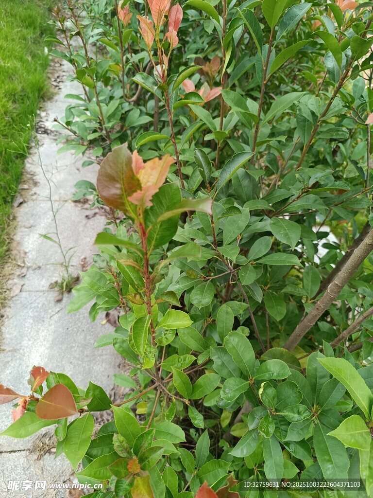 绿叶间的多彩植物景观