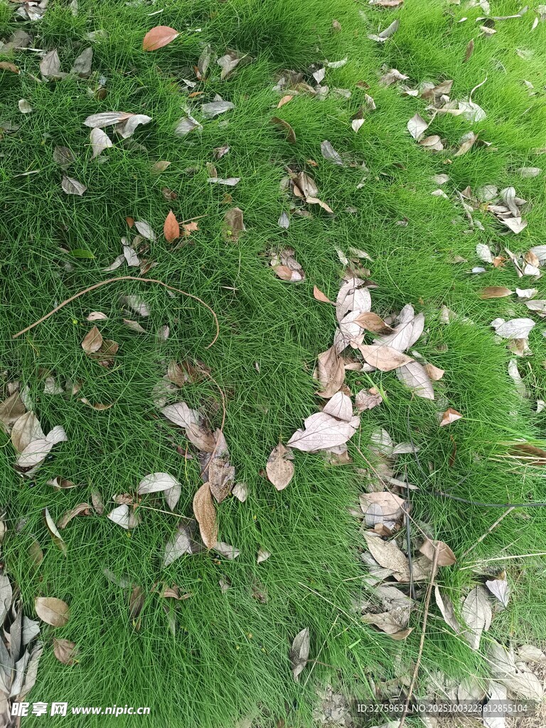 草地上散落的枯叶