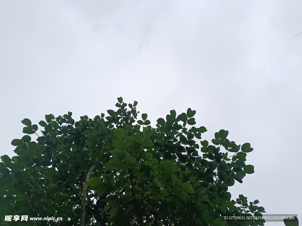 树梢上的天空