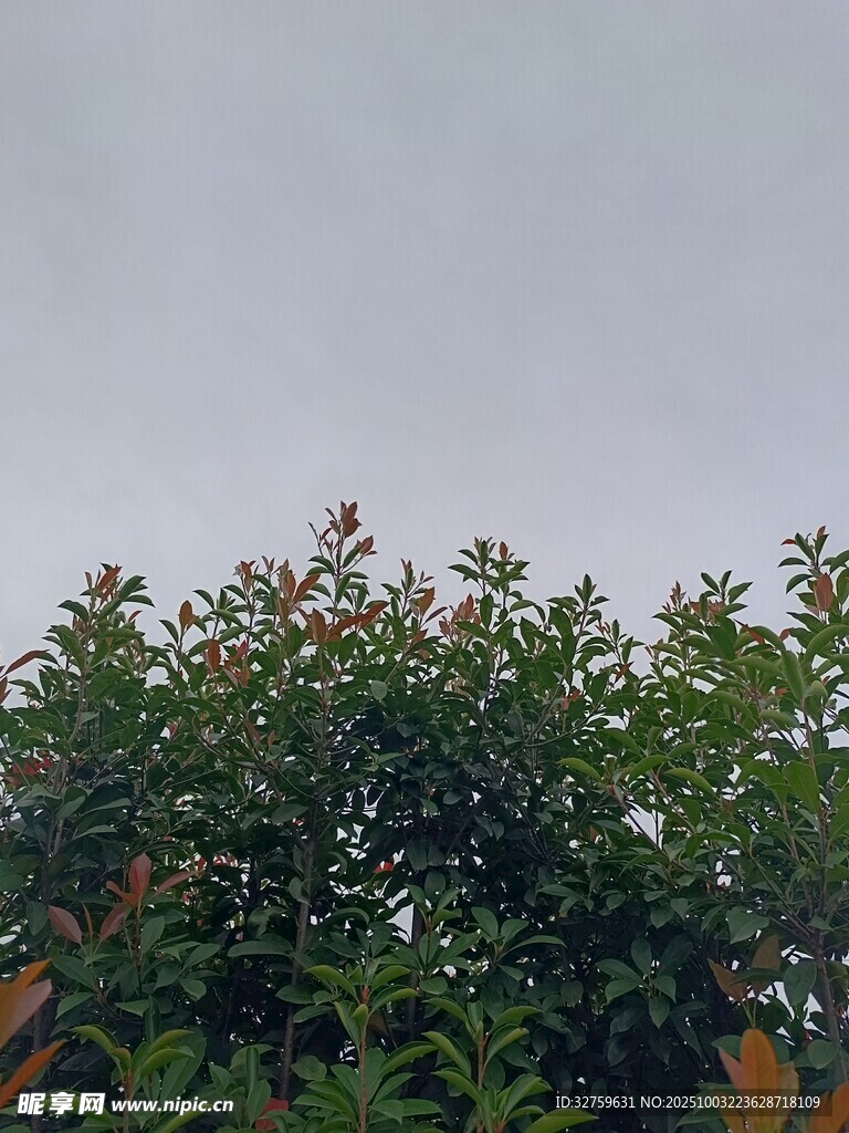 树梢上的朦胧天空