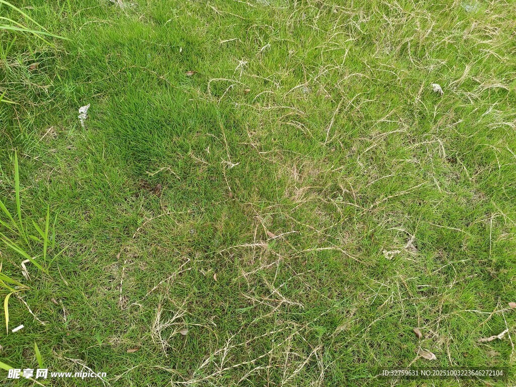 嫩绿草地局部景象