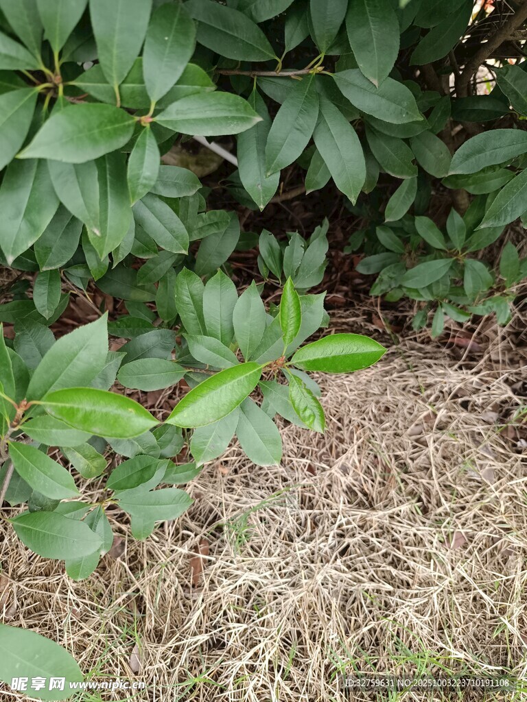 绿叶与枯草的自然景象