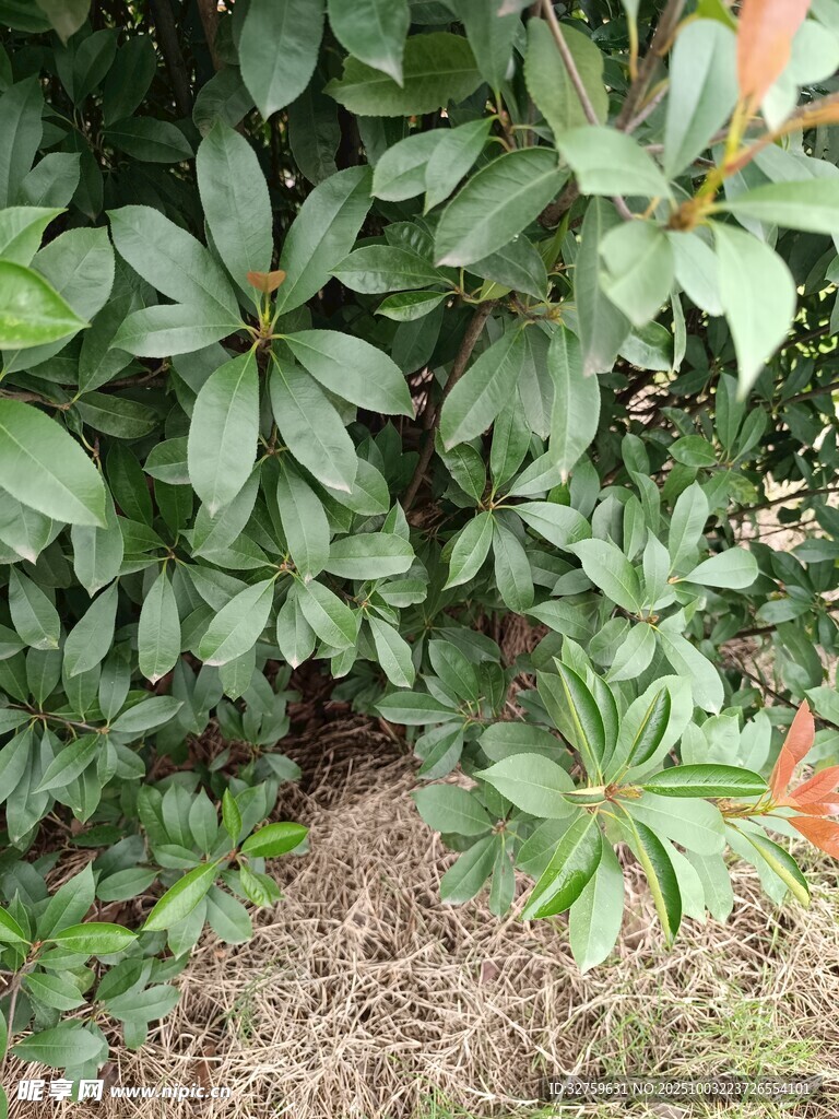 绿叶繁茂的植物景观
