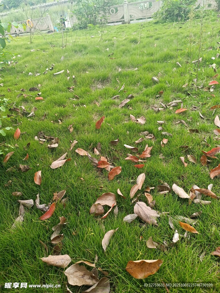 草地散落枯叶秋景图