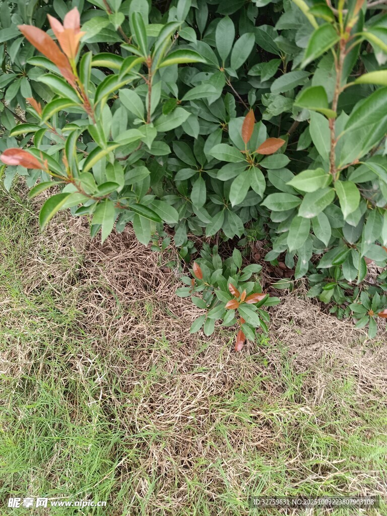 草丛中的绿植