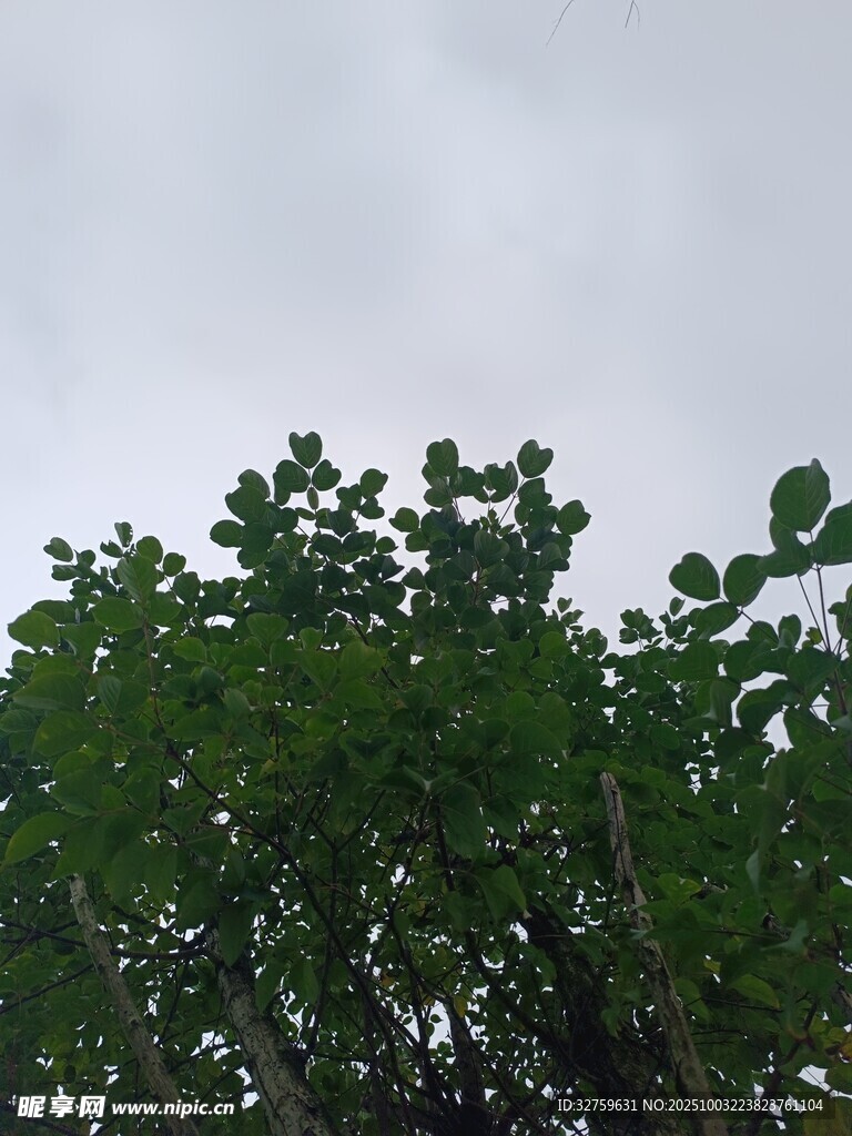 绿树映灰天