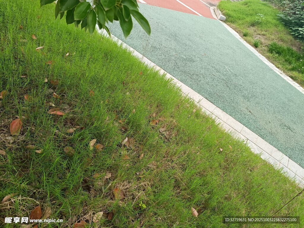 路边斜坡绿草与落叶