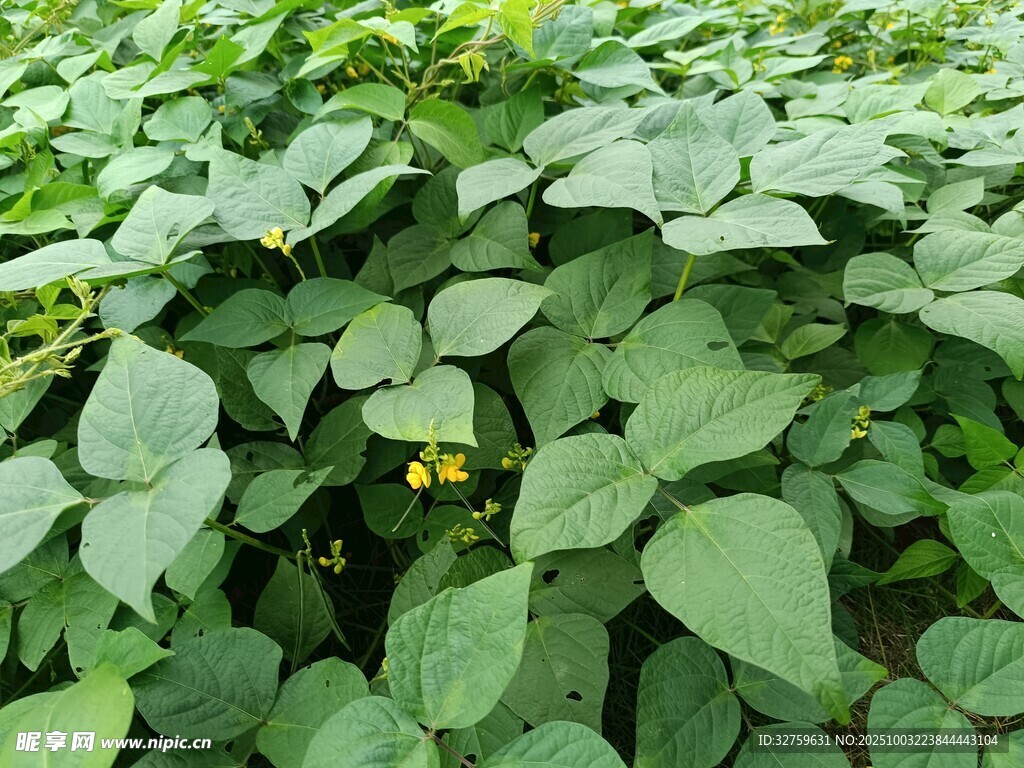 茂盛的绿色植物