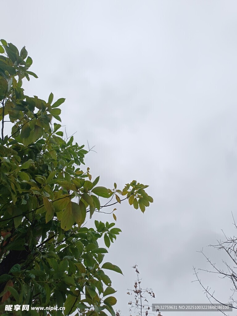 绿叶衬灰天