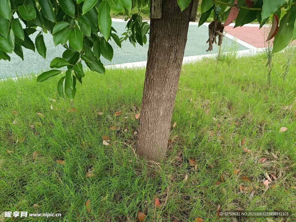 树下绿草场景