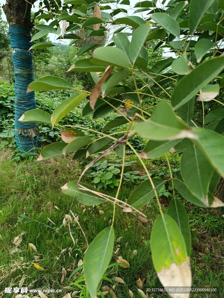 绿叶繁茂的植物景象