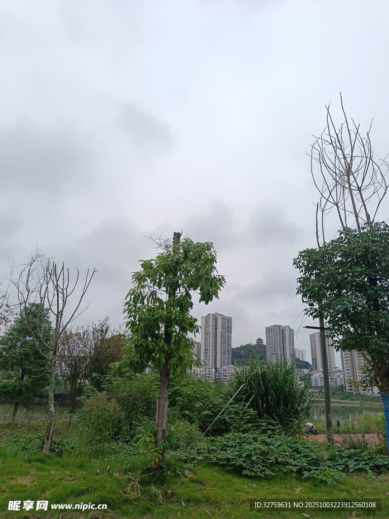 城市中的绿植景观